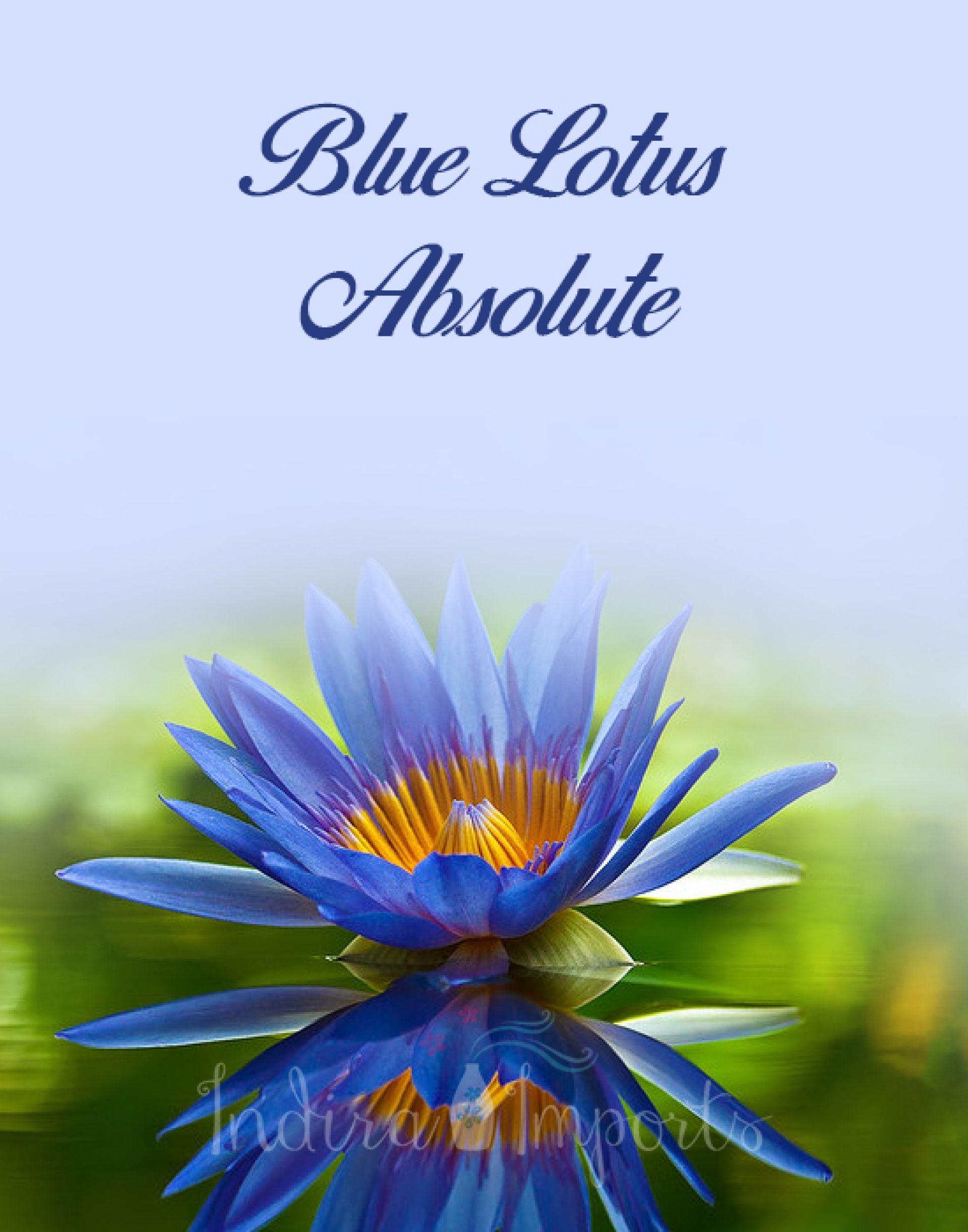 Blue Lotus Absolute