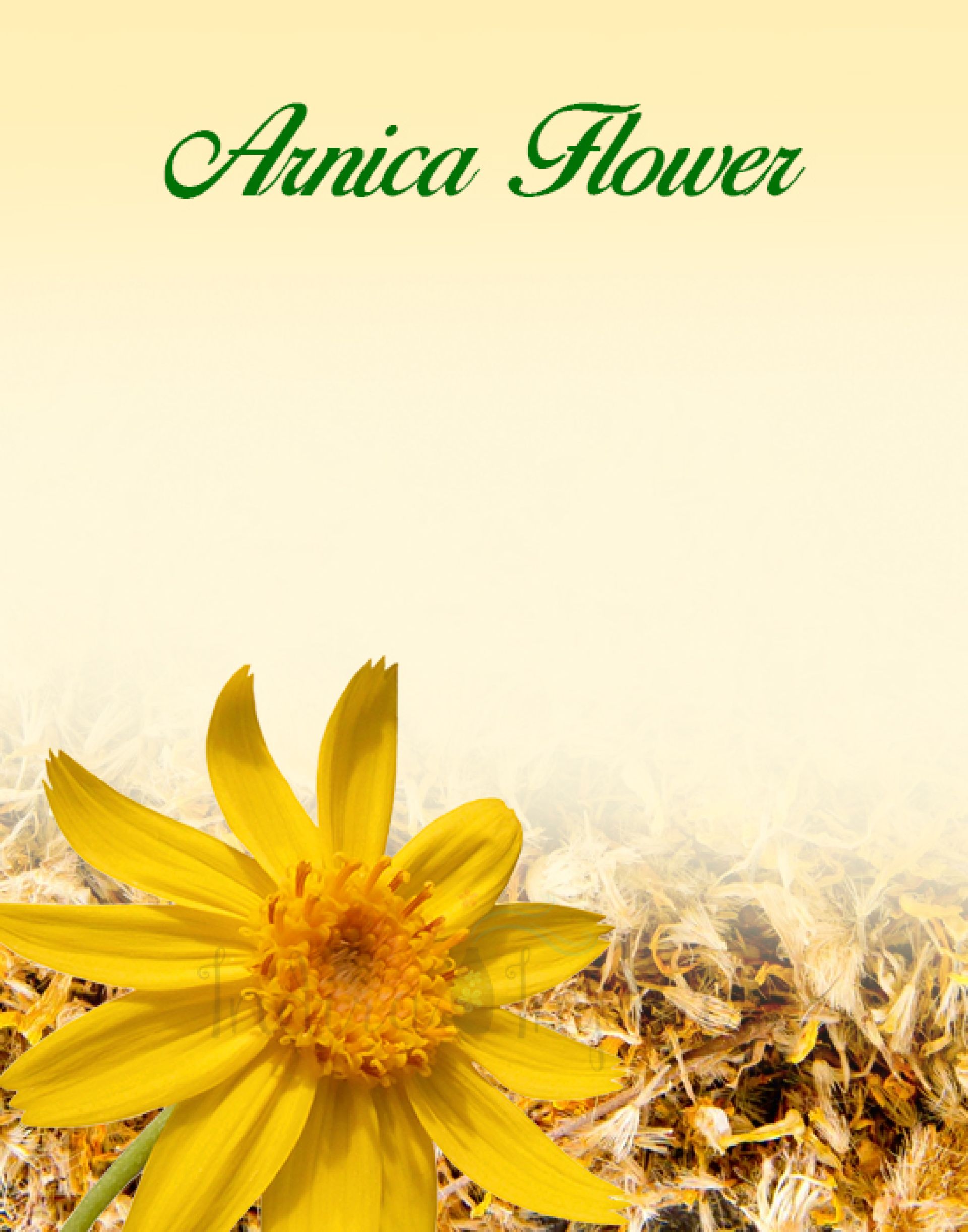 Arnica Flower