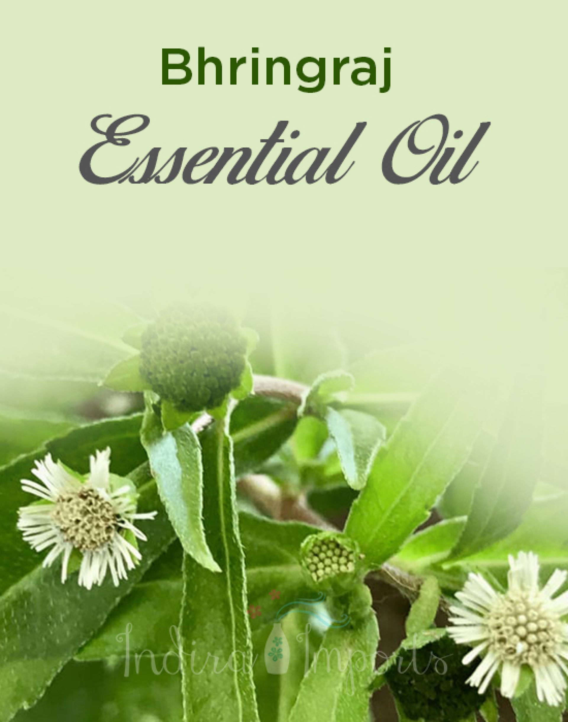 Bhringraj Essential Oil