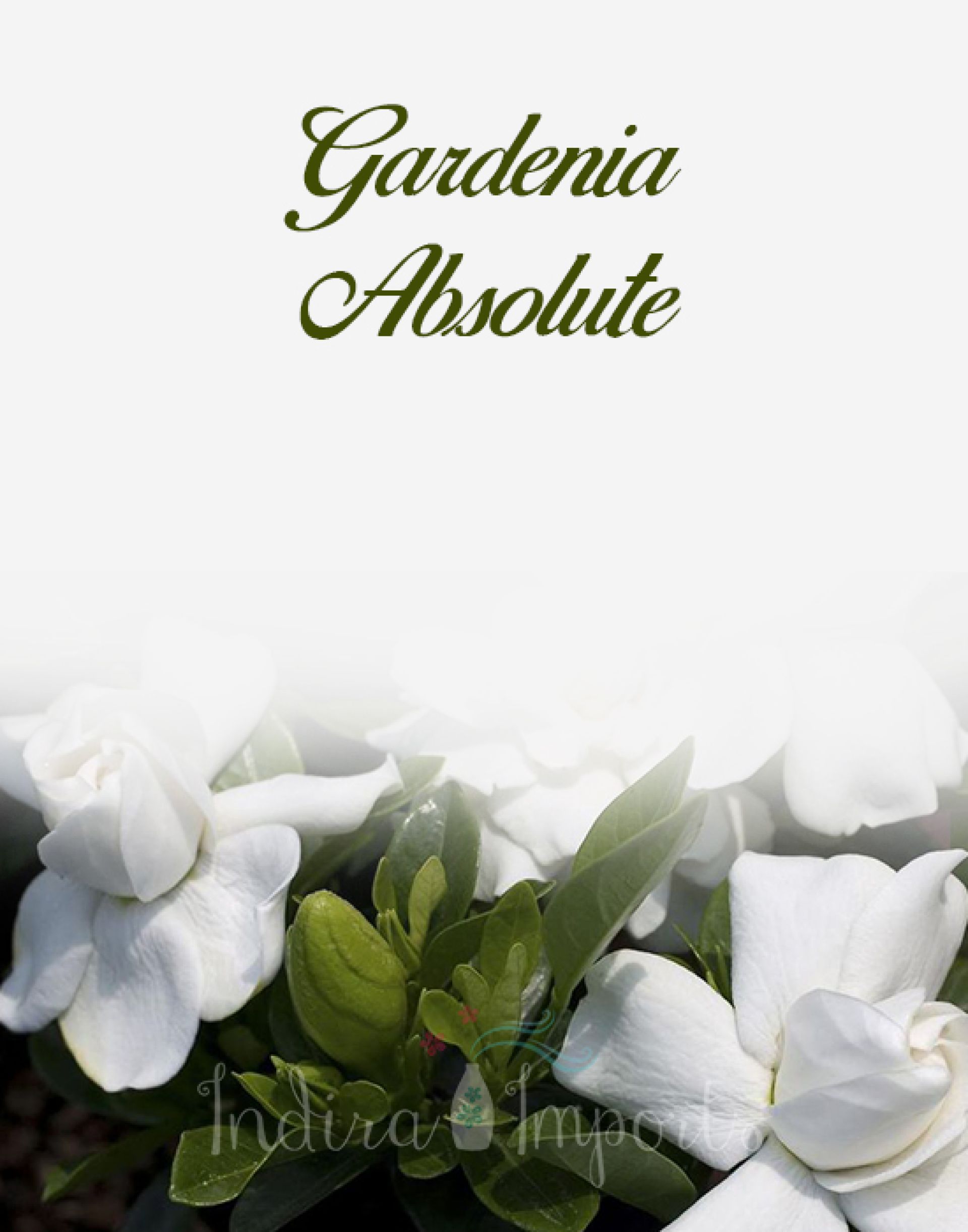 Gardenia Absolute