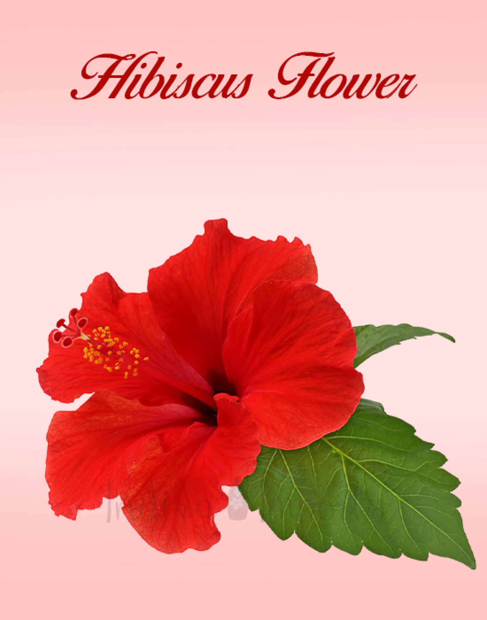 Hibiscus Flower