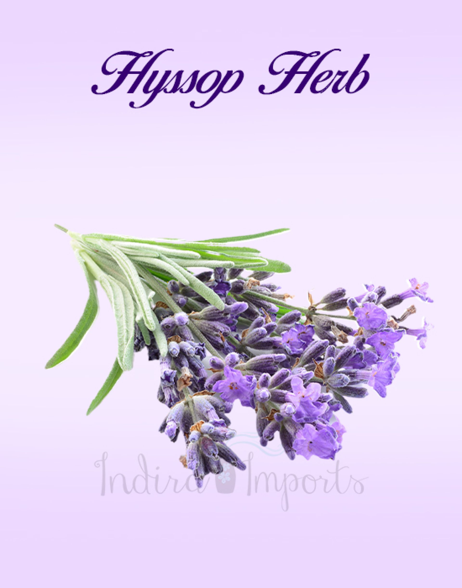 Hyssop Herb
