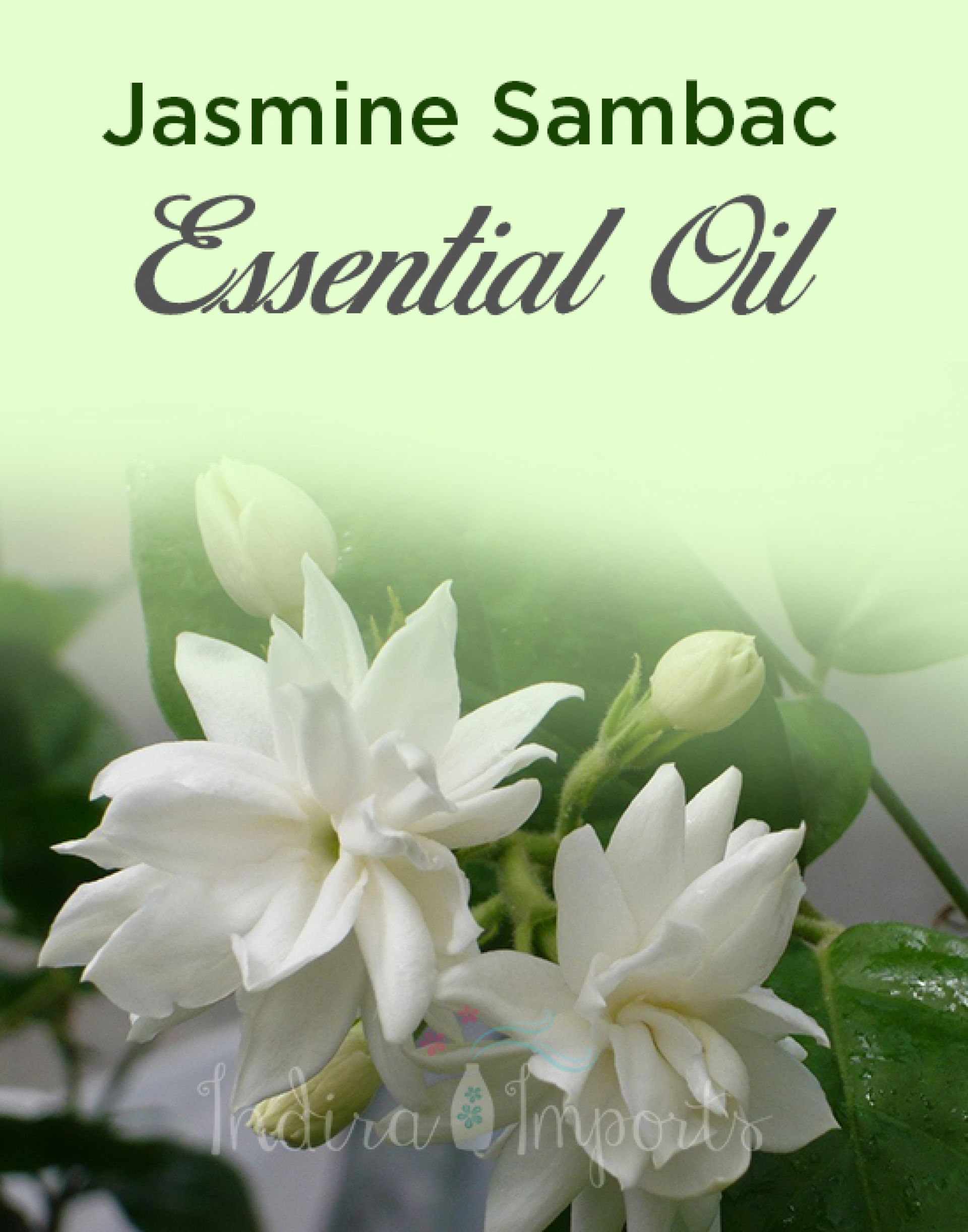 Jasmine Sambac Essential Oil