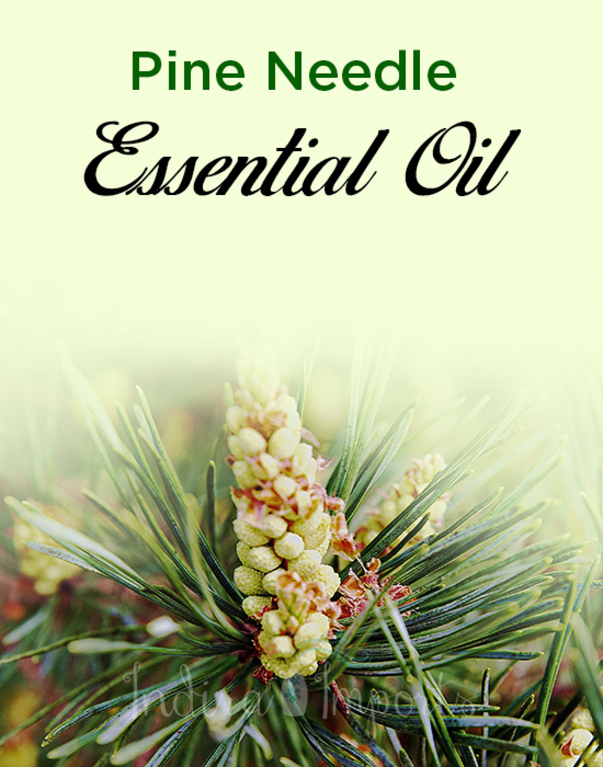 Pine Needle Essential Oil