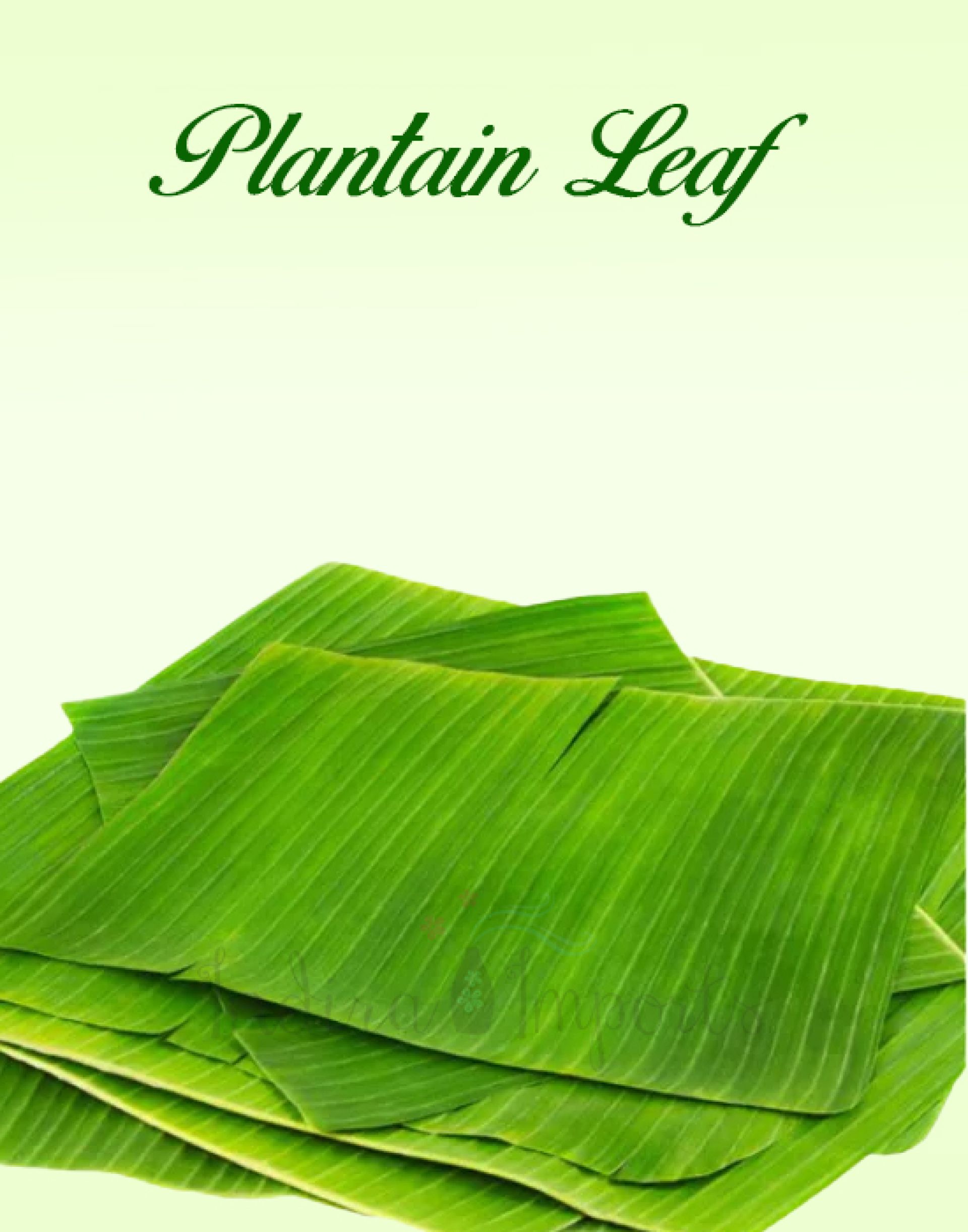 Plantain Leaf