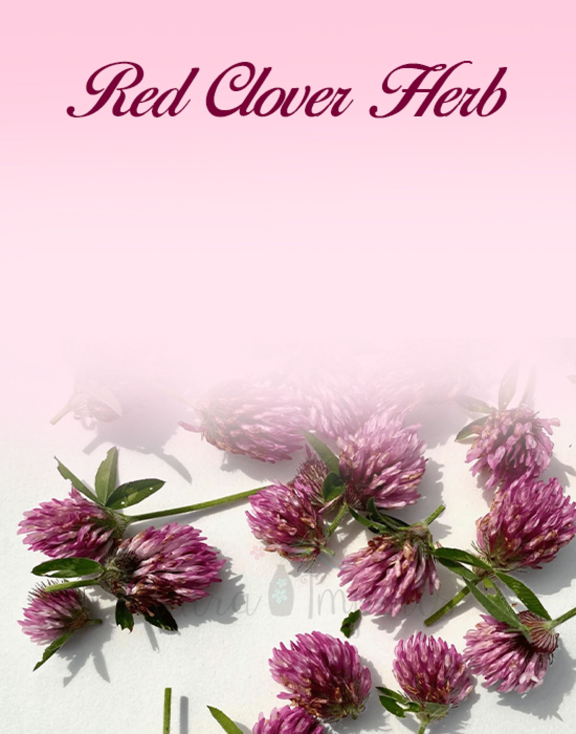 Red Clover Herb