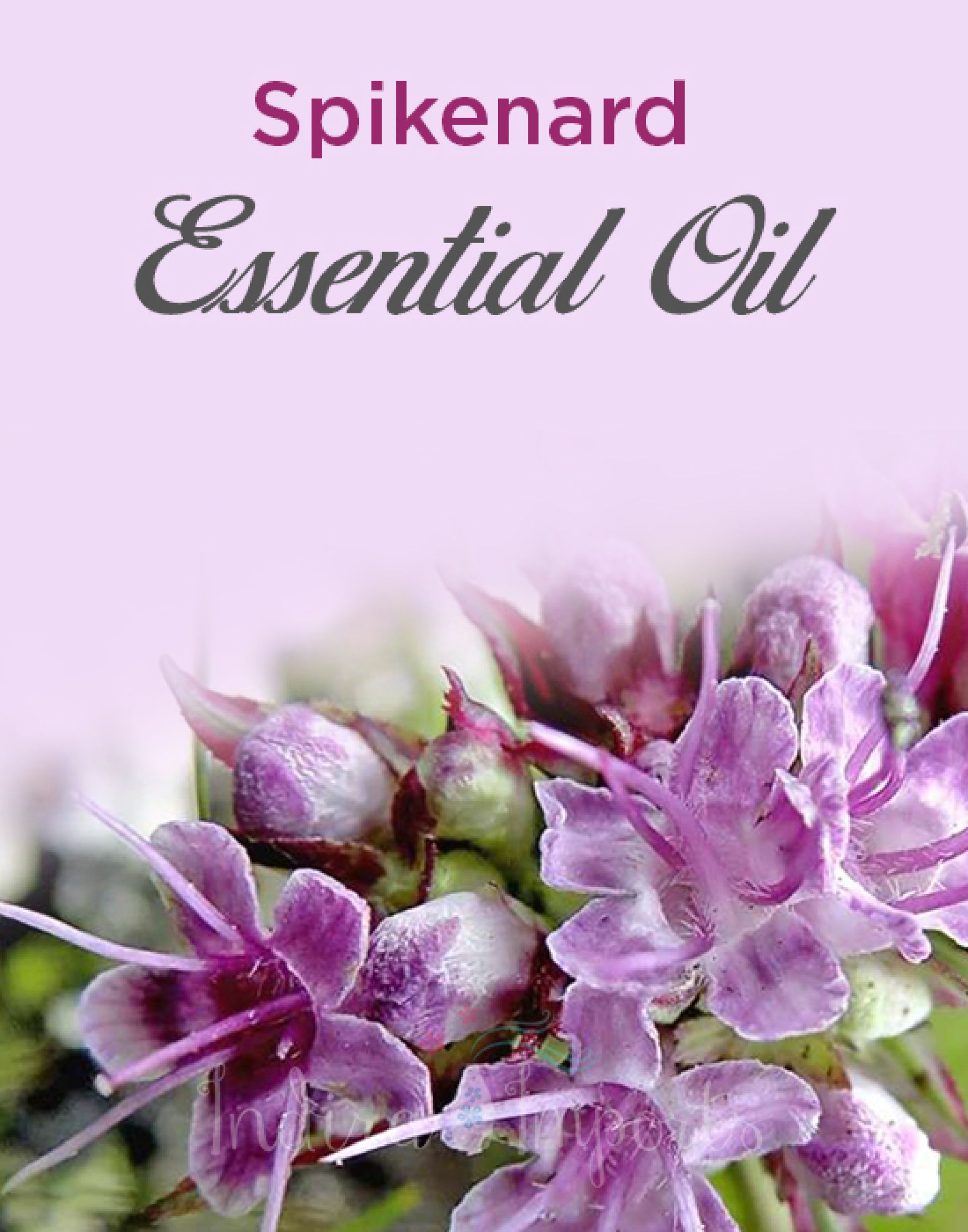 Spikenard Essential Oil